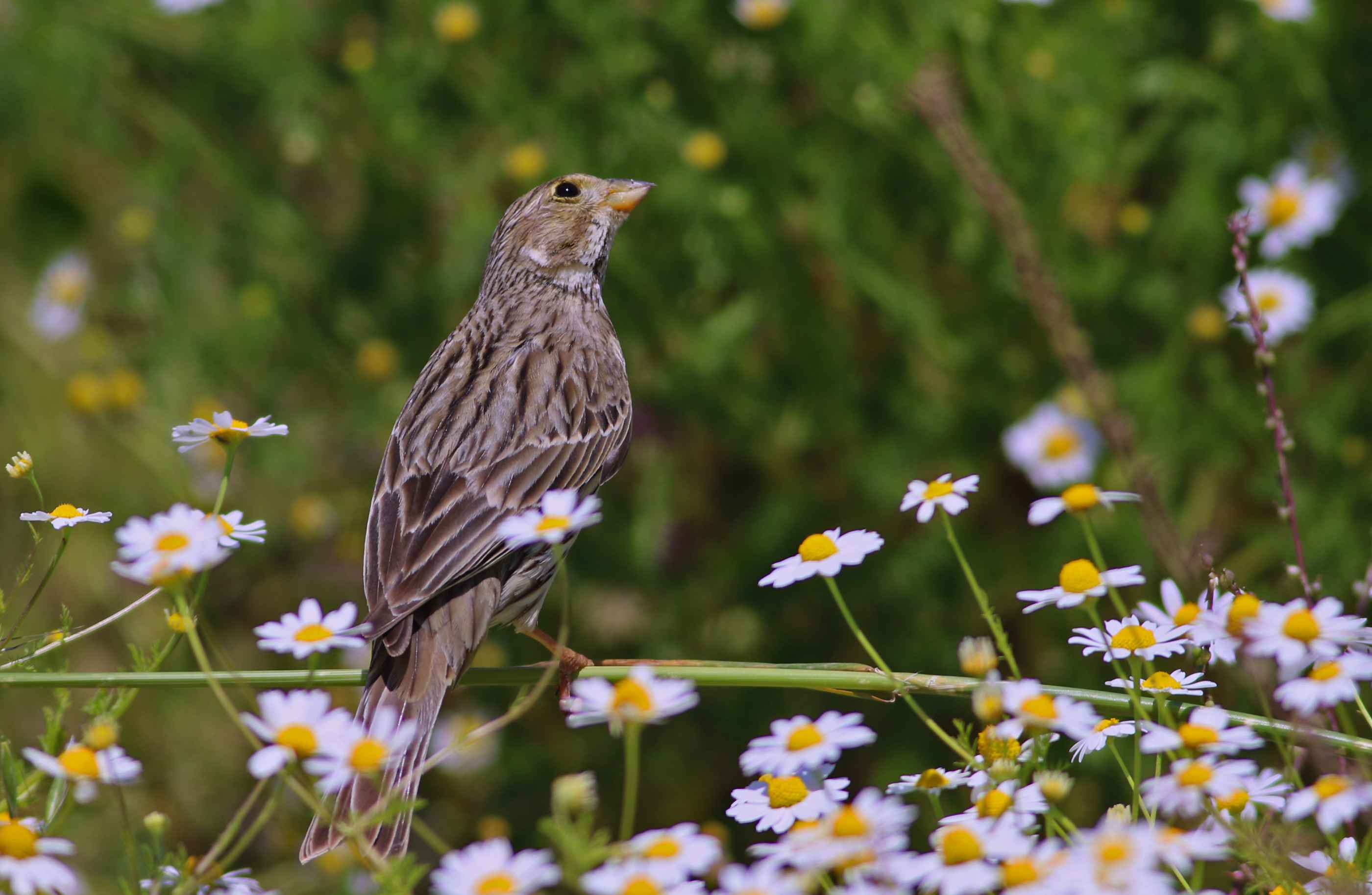Corn Bunting